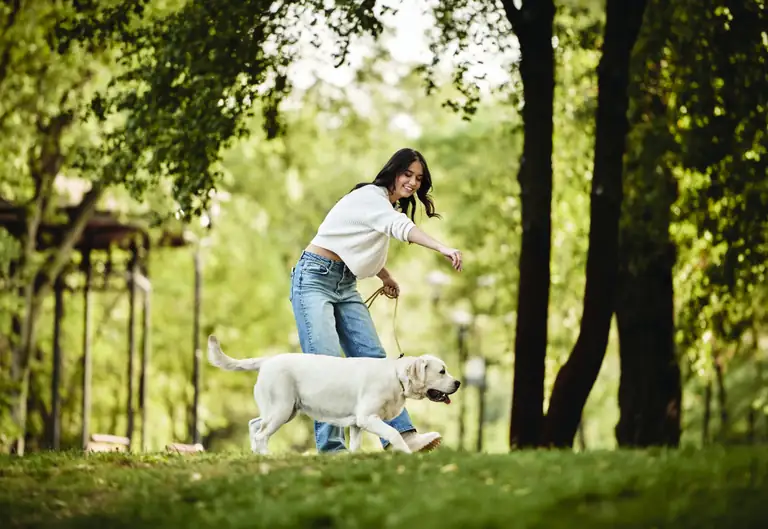 Conceptual image: a dog running with its owner on a tree-lined path